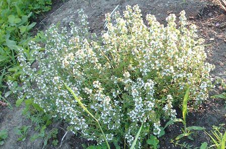 Allez aux fines herbes
