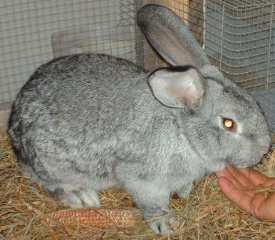 Allez aux lapins