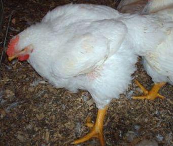 Allez aux poulets